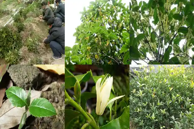 新栽的桂花树多久开花1682818270272