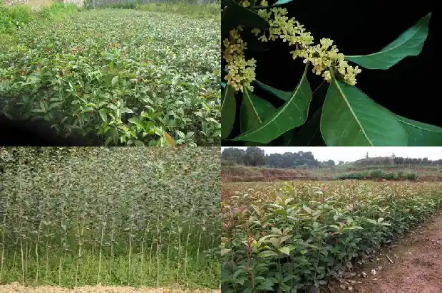 桂花树多久能种活一次1682818290769