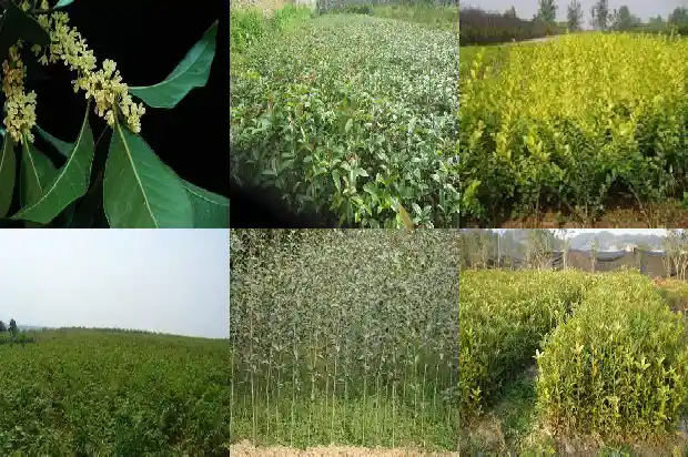 盆栽桂花树价格多少一棵合适1690418574678