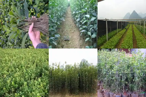桂花树多久能种活一次1682818290864
