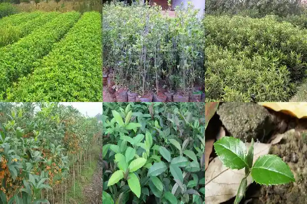 移栽桂花树多久能活啊1682818313479