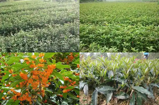 移栽桂花树多久能活啊1682818313526