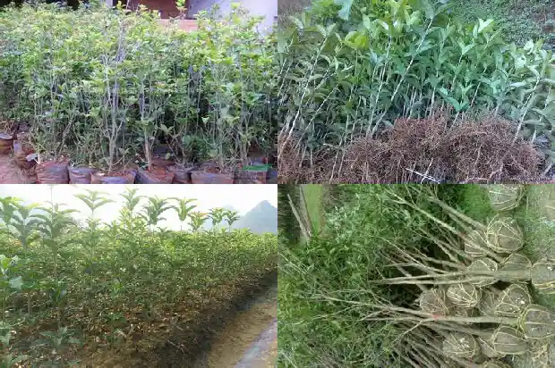 移栽桂花树多久能活啊1682818313574