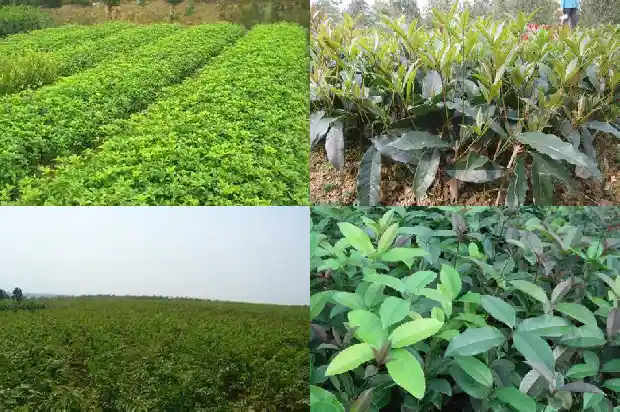 移栽桂花树多久能活啊1682818313621
