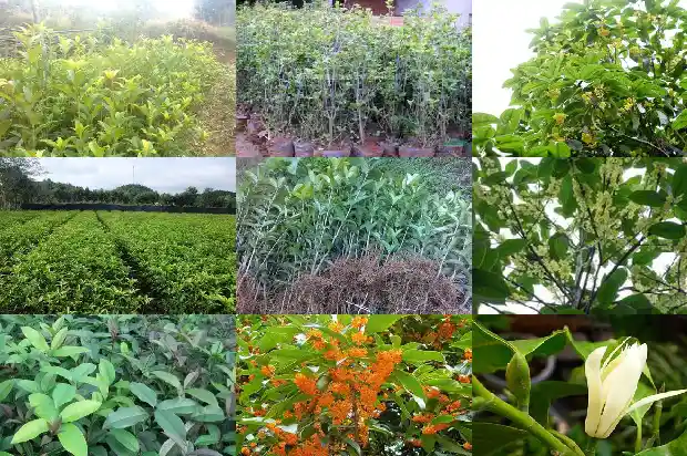 盆栽小桂花树怎么养1682818333388
