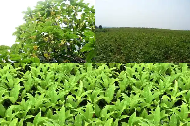 盆栽小桂花树怎么养1682818333436