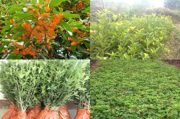 盆栽小桂花树怎么养1682818333484