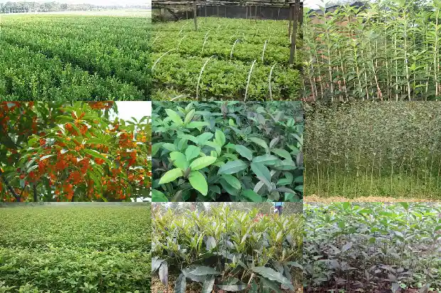 盆栽小桂花树怎么养1682818333532