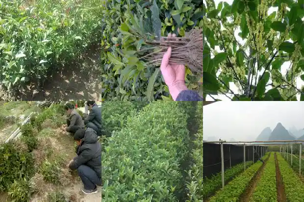 新鲜桂花怎么处理变干好1689207915718