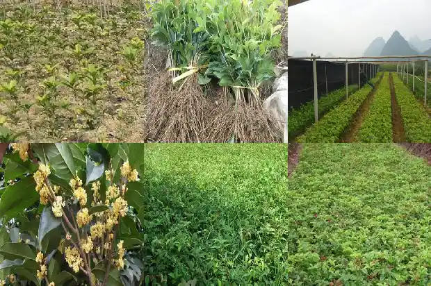 桂花树和香樟树哪个贵些呢1682818367236