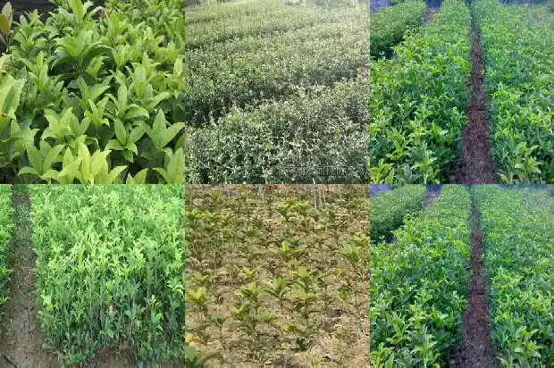桂花树和香樟树哪个贵些呢1682818367283