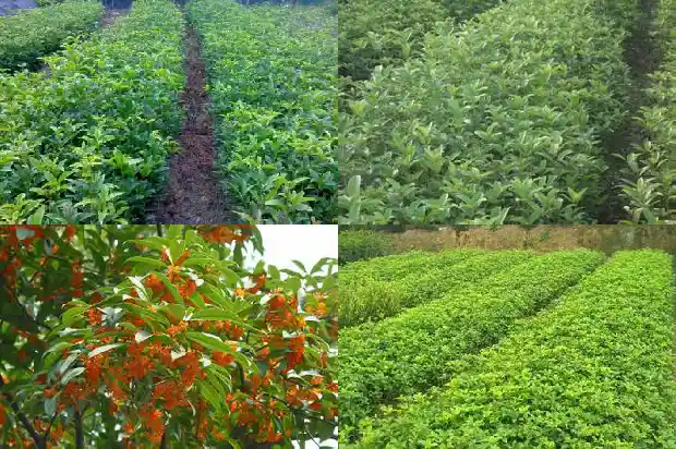 桂花树和香樟树哪个贵一点呢1682818374927