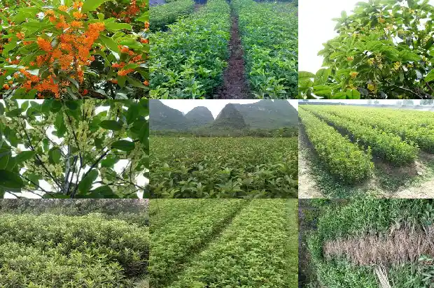 桂花树和香樟树哪个贵一点呢1682818374975
