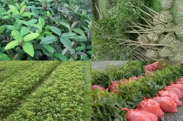 三米桂花树价格多少钱一盆啊1690072991088