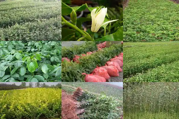樟树和桂花树哪个贵1682818392893