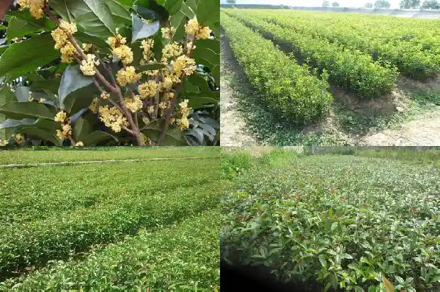香樟树与桂花树哪个前景好1682818400633
