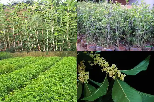 香樟树与桂花树哪个前景好1682818400678