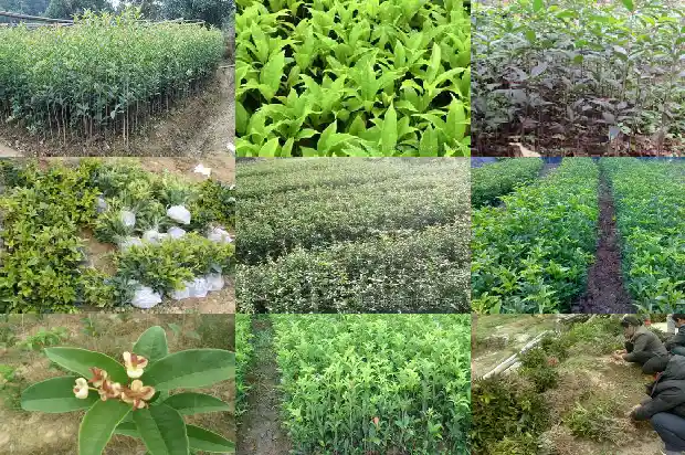 桂花树和茶花树哪个贵一点1682818408268