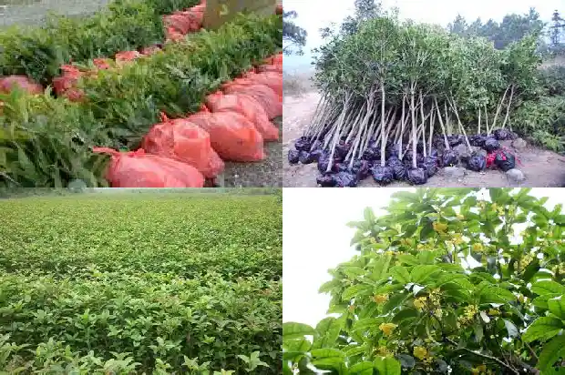 桂花树和茶花树哪个贵一点1682818408315