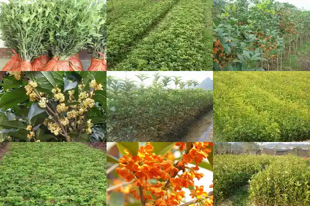 茶树和桂花树区别1682818418012
