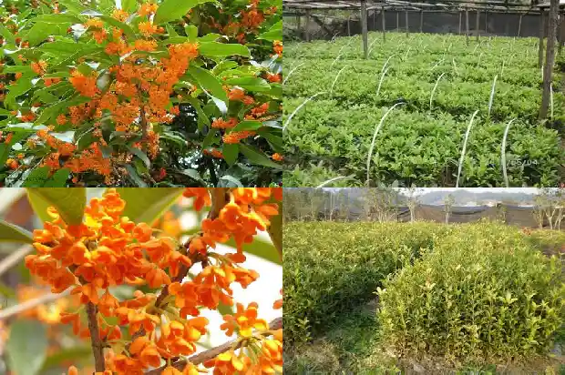 六年的桂花树多少钱一棵呀1682818430030