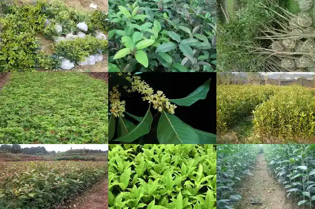 桂花种苗批发厂家1689985222068