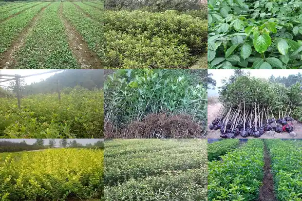 六年的桂花树多少钱一棵呀1682818430174