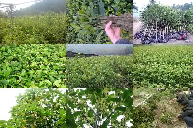 桂花树品种哪个树型好看又好养的1682818442282