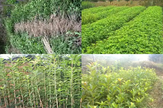 桂花树品种哪个树型好看又好养的1682818442330