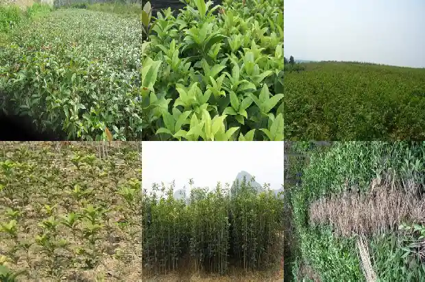 野生桂花几月份开花1689985836379