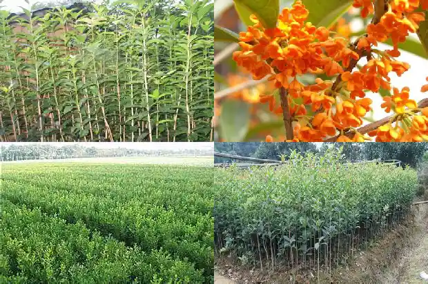 天香台阁桂花叶子是什么样子1690072622700