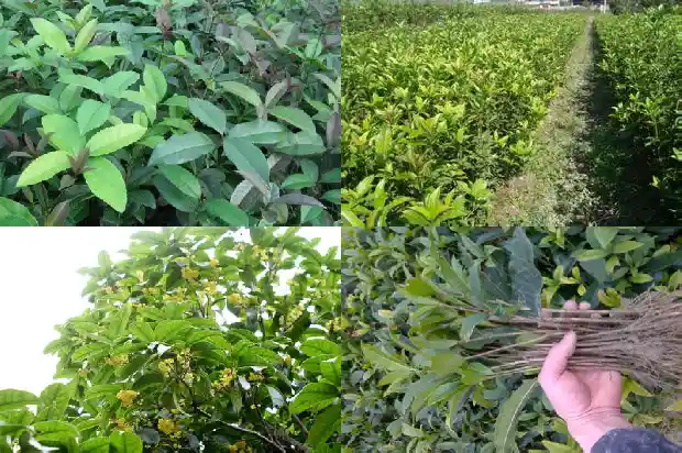 桂花树亩产多少斤桂花1690245190884