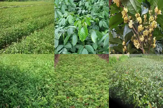 哪种桂花树形最好看的1682818468567