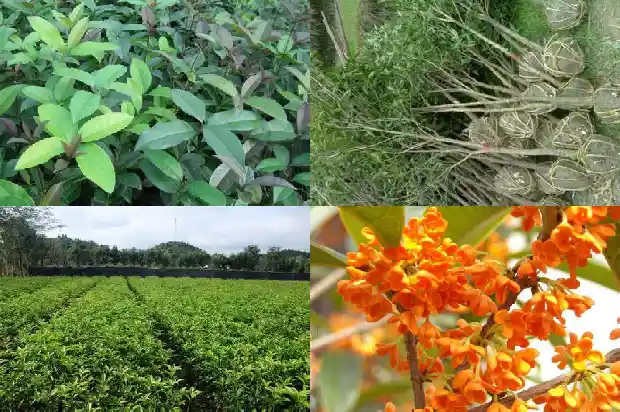哪种桂花树形最好看的1682818468615