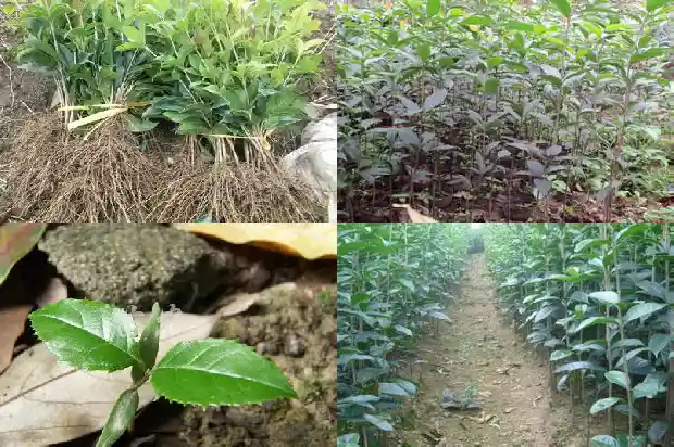 桂花树品种哪个最好十佳1682818490597