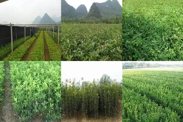 桂花树品种哪个药用价值高一些呢1682818502709
