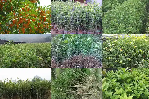 桂花是怎么长的1688610238856
