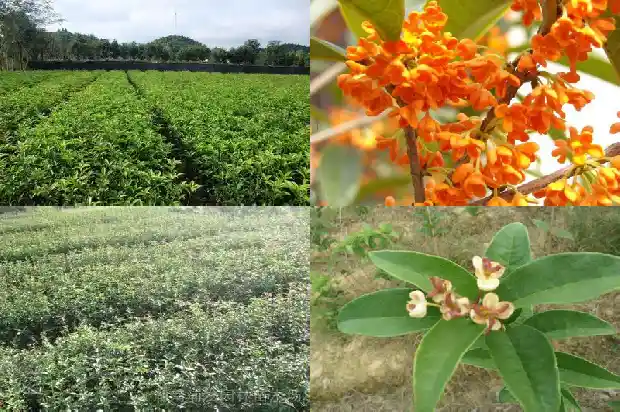 桂花树品种哪个药用价值高一些呢1682818502804