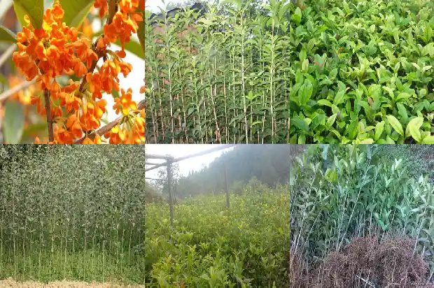 桂花树种上几年才开花1690849778567