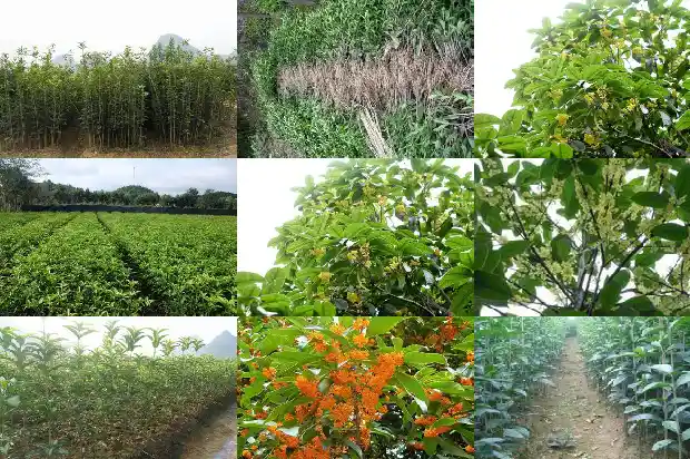 桂花树品种哪个药用价值高一点好1682818512657