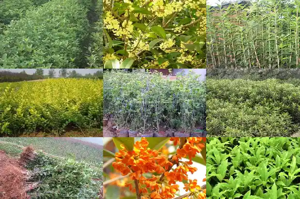 桂花树多少钱一棵1斤价格1690331452334