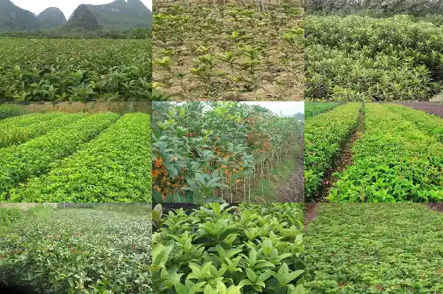 桂花树品种哪个药用价值高一点好1682818512748