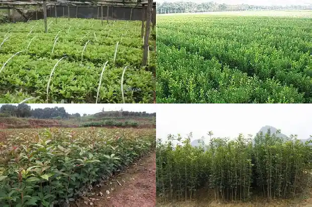 重庆哪里有桂花树卖的1689985622627