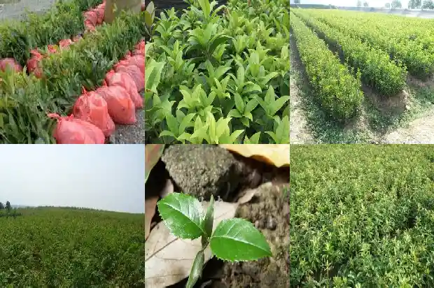 桂花树是药材吗?1682818524826