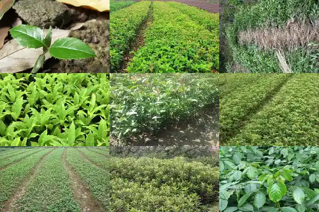 桂花树是药材吗?1682818524874