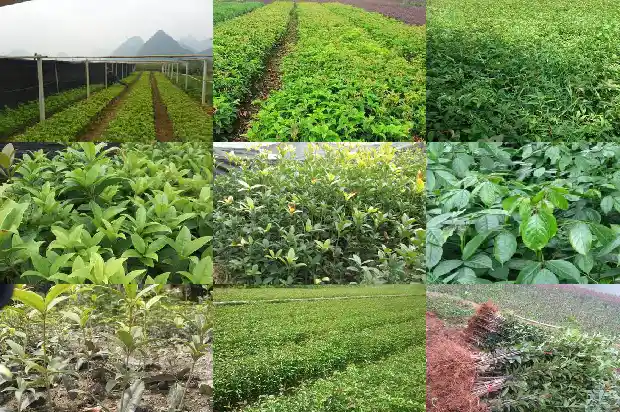 桂花树叶的药用价值和营养1682818534793