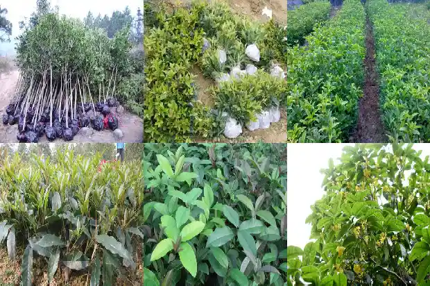 桂花树叶的药用价值和营养1682818534841