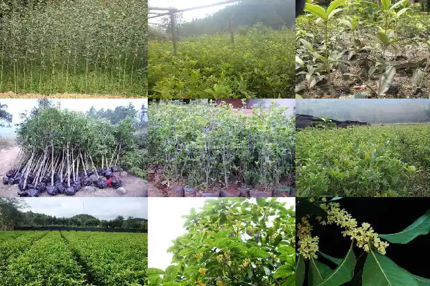 桂花在什么季节嫁接最好1688792962857