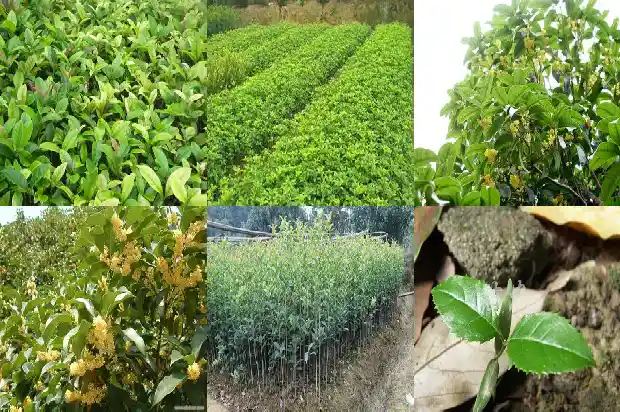 桂花树哪个品种好适合盆栽1682818542566
