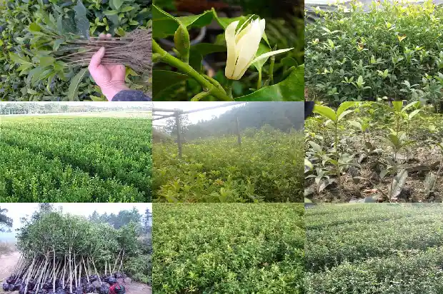 又见一年桂花开1688793116111